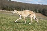 WHIPPET 324